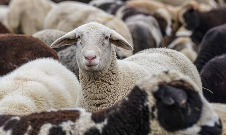 Συνεχίζονται οι συλλήψεις κτηνοτρόφων για παραβάσεις μέτρων κατά της ευλογιάς-Ουτε λόγος για τα εμβόλια