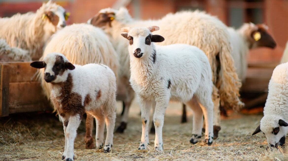 Ξεσκεπάστηκε το κυβερνητικό ψέμα για τα εμβόλια – Επιστολή-κόλαφος της Ε.Ε. αποκαλύπτει συγκάλυψη και ανικανότητα