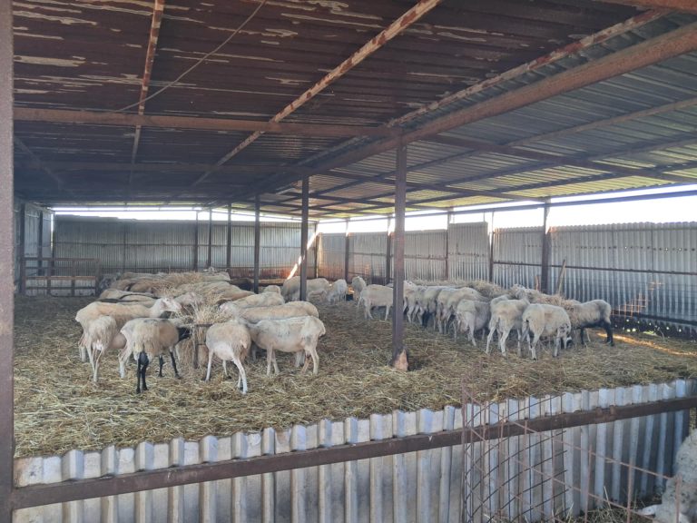 Ξεκίνησε η καταβολή αποζημιώσεων σε κτηνοτρόφους της Δυτικής Ελλάδας μετά τις αγροτικές κινητοποιήσεις για την ευλογιά