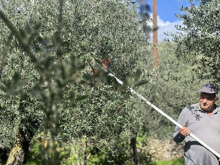«Μεσσηνία στο κατώφλι μιας κρίσης: Η φετινή ελαιοκομική χρονιά γονατίζει παραγωγούς και παραδοσιακούς ελαιώνες»