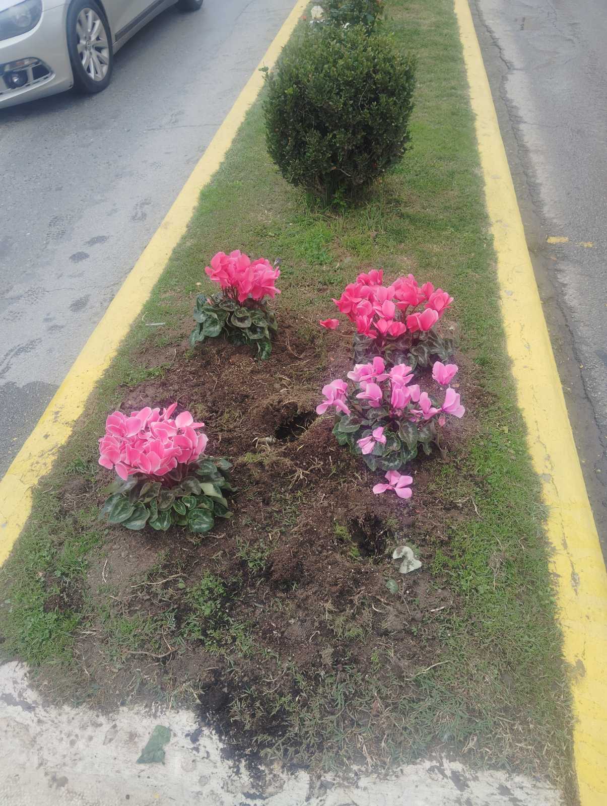 Δήμος Σπάρτης: Ξερίζωση κυκλάμινων στη Λυκούργου – Μήνυμα για σεβασμό στο δημόσιο πράσινο