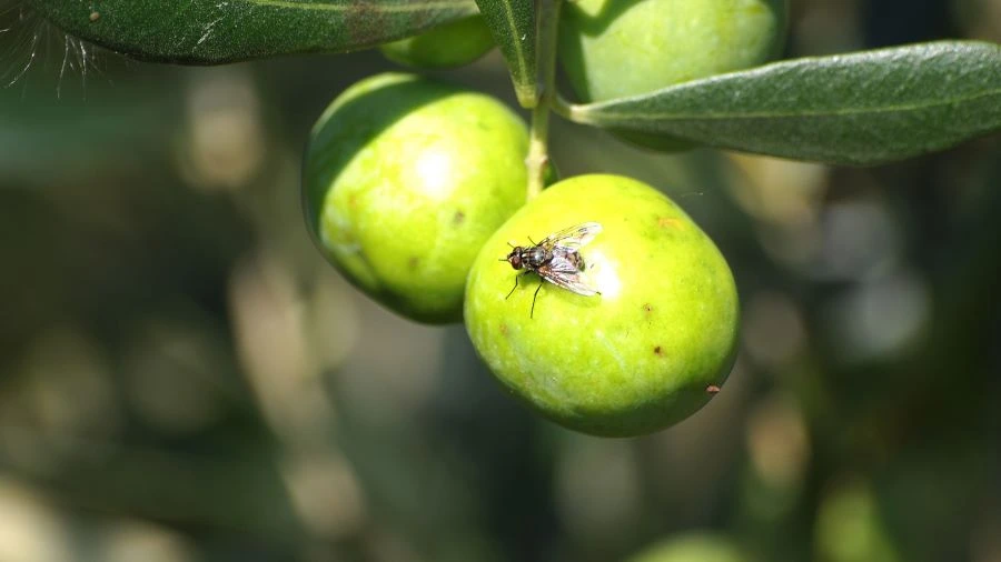 «Αμετανόητη η Περιφερειακή Αρχή Πτωχού – Εμπαίζει τους ελαιοπαραγωγούς για την αποτυχημένη δακοκτονία»