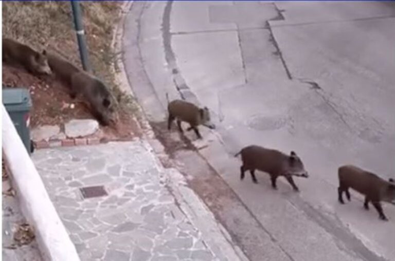 Τραγωδία στη Λακωνία: Νεκρός 24χρονος μετά από σύγκρουση μηχανής με αγριόχοιρο