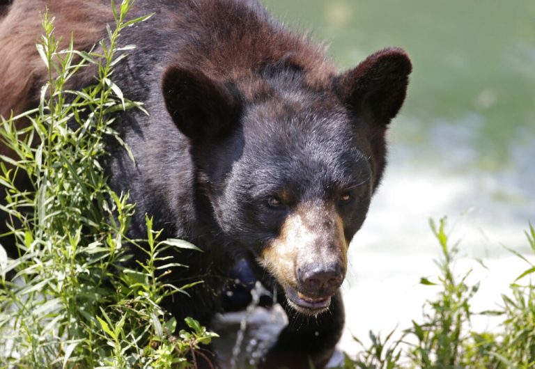 Ιαπωνία: Ο στρατός στη μάχη με τις αρκούδες – Εθνική κινητοποίηση απέναντι σε έναν πρωτοφανή φόβο