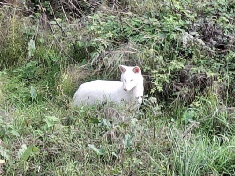 Λευκό θαύμα στη Μεσσηνία – Σπάνια εμφάνιση λευκιστικού τσακαλιού συγκινεί φυσιολάτρες και επιστήμονες