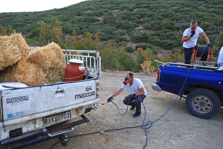Στον Τύρναβο οι κτηνοτρόφοι της Θεσσαλίας – Εκτάκτως για την ευλογιά αιγοπροβάτων