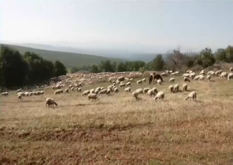 Θεσσαλονίκη — Ενώπιον δικαστικών αρχών 60χρονος που έφερνε παράνομα πάνω από 1.000 εμβόλια για την ευλογιά των προβάτων