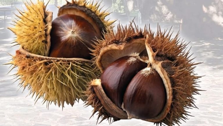 Η Άρνα γιορτάζει τα κάστανα της – 20η Γιορτή Κάστανου με μουσικές, χορούς και... το μεγαλύτερο τηγάνι της Ελλάδας!